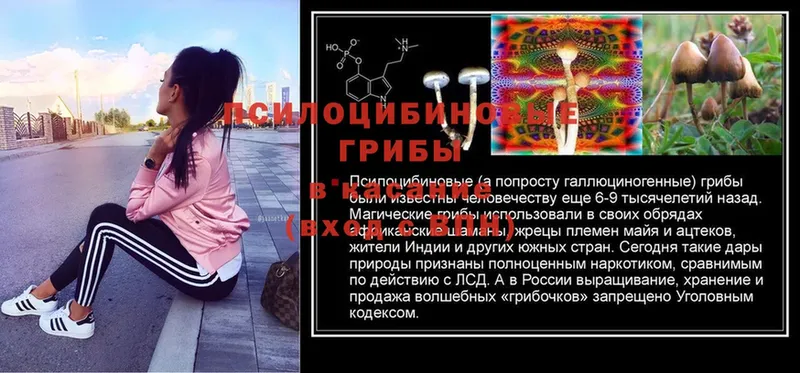 мега онион  Артёмовск  Псилоцибиновые грибы MAGIC MUSHROOMS  где можно купить  